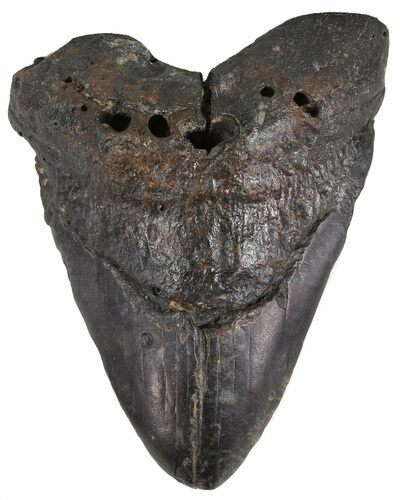 Partial, Megalodon Tooth - North Carolina #54751